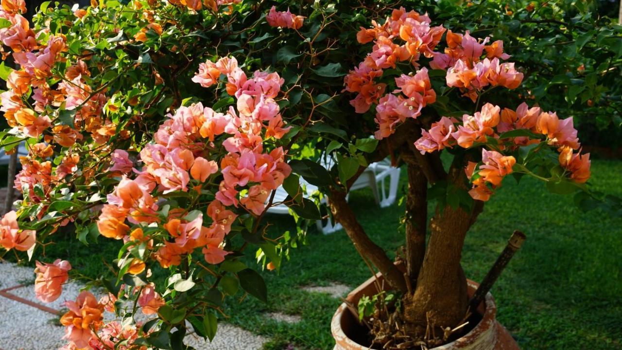 Bed & Breakfast Megna - Paradise Palermo
